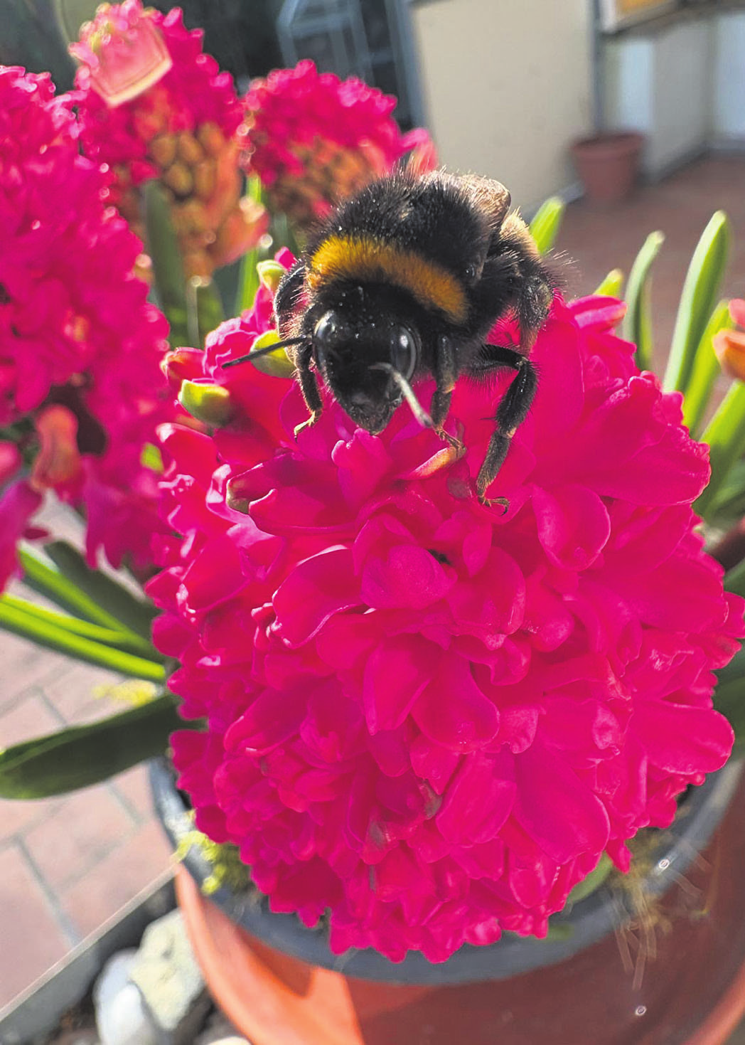 „Hyacinthus rouge" verführt diese Hummel mit rotem Flor. Für Gartenbesitzer gilt: Was in den zurückliegenden Wochen als aufblühende Zwiebelblumen in Töpfen gekauft wurde, kann im Spätsommer ausgepflanzt werden. Foto: sas